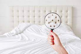 Providing service to residential and commercial customers using the latest, most technologically advanced methods of pest elimination available to the industry. Bed Bug Removal Fremont Muskegon Holland Mi Aaa Termite Pest Control