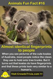 Loss of koala habitat and koala food trees (eucalyptus leaves) is the leading koala threat. 57 Best Animals Trivia Quiz Games Questions And Answers Ideas In 2021 Trivia Quiz Trivia Of The Day Wtf Fun Facts