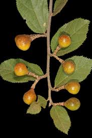 Image result for Grewia flavescens