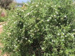 Image result for Carissa bispinosa