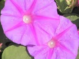 Morning Glories Spanish Flowers Flower Photos Morning Glory