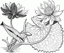 Gambar bunga 2 dimensi hitam putih. 16 Contoh Gambar Sketsa Bunga Yang Mudah Digambar Hamparan