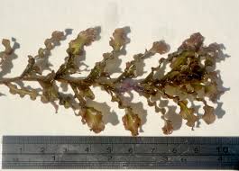 Image result for Potamogeton crispus