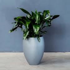 Image result for Aspidistra