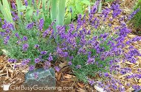 This article talks about perennial herbs, meaning they will live for several years. 15 Best Perennial Herbs To Grow In Your Garden