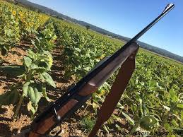 On connait tous les capacités des sangliers à être des animaux résistants , ce sont des vrais athlètes ! Chasse Au Sanglier 2017 2018 Videos Chasse Peche Com