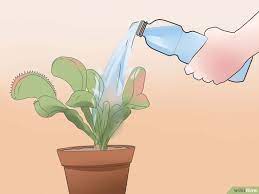 How To Care For Venus Fly Traps With Pictures Venus Fly Trap Venus Fly Trap Terrarium Fly Traps