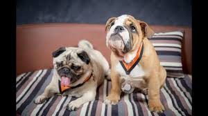 Now, which one of these 2 canines would you choose? Roxy Rufus Pug English Bulldog 3 Weeks Residential Dog Training Youtube