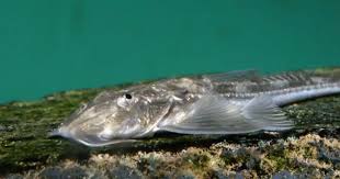 Image result for Cissus bathyrhakodes