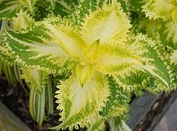 Image result for Coleus longipetiolatus