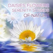 Check spelling or type a new query. Daisies Flowers Serenity Sounds Of Nature Ultimate Natural Spa Music Collection With Nature Sounds Healing Yoga Meditation Relaxation Healing Massage Sound Therapy Album By Serenity Nature Sounds Academy Spotify