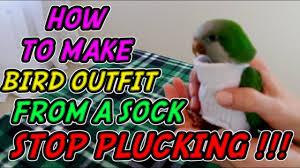 Goose diapers, duck diapers, chicken diapers, yes, it is true! How To Make A Chicken Diaper Out Of A Sock By Okuni2