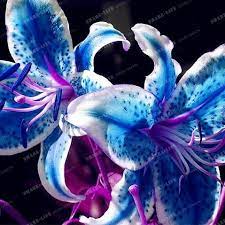 2 Bulbs 100 True Color Mixing Lily Bulbs Not Lily Seeds Flower Indoor Plant Radiation Absorption Natural Growth B Lily Flower Seeds Lily Plants Rare Flowers