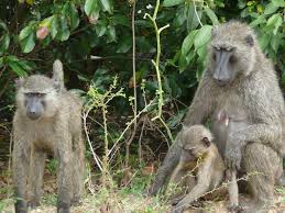 Alessia Crippa OnlyFans Revelations - Unforgettable Pleasure