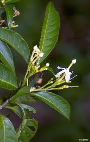 Image result for Tabernaemontana odoratissima