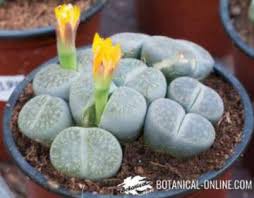Arrancamos el 2019 con vídeo sobre sustrato para cactus y suculentas. Abono Y Suelo Para Cactus Y Suculentas Botanical Online