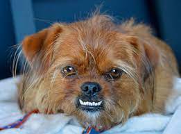 Preview Best In Underbite Category 2019 American Rescue Dog Show