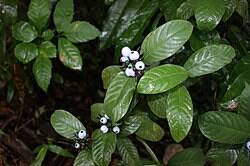 Image result for Psychotria bugoyensis