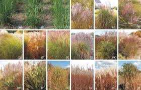 It is also naturally adapted to a wide range of climate zones and 38 land types 3, 4. Miscanthus Genetic Diversity And Genotype Identification Using Issr And Rapd Markers Springerlink