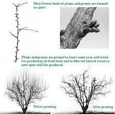 Image result for pruning plum trees