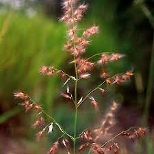 Image result for Melinis repens