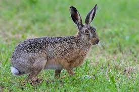 Hase im garten in 2020 gartenkunst garten wildkaninchen hase im garten wildkaninchen hase seltene vogel bauer f1 online feldhase lepus europaeus hase art print framed picture feldhase tiere malen. Futtern Fur Den Feldhasen Nabu