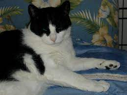 Gallstones Gallbladder And Bile Duct Inflammation In Cats
