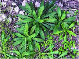 Image result for Erigeron sumatrensis