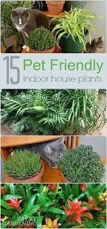 Indoor Plant Love The Coolest Houseplants For Your Home Plants Pet Friendly Plants House Plants