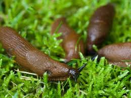 Was Hilft Gegen Nacktschnecken Im Garten Ndr De Ratgeber Garten Schadlinge