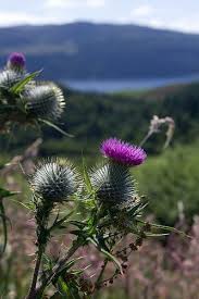 Thistle Schottland Skye Schottland Und Schone Orte