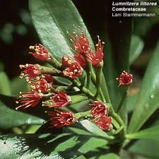 Image result for Combretaceae