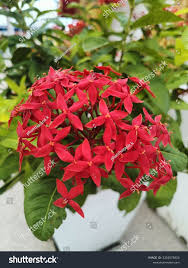 Image result for Ixora sp. A