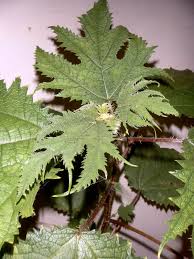 Image result for Girardinia diversifolia