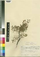 Image result for Caesalpinia rubra