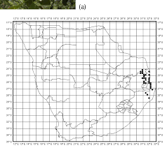 Image result for Terminalia phanerophlebia