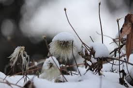 Maybe you would like to learn more about one of these? Clematis Mehrjahrig Halten So Kommt Die Waldrebe Uber Den Winter