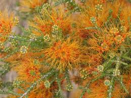 Image result for Xerophyta squarrosa