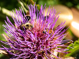 We did not find results for: Bees On The Purple Flower Image Free Stock Photo Public Domain Photo Cc0 Images