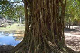 Image result for Afzelia