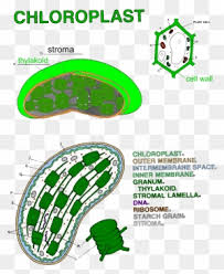 Chloroplast, structure within the cells of plants and green algae that is the site of photosynthesis. Animal Cell Unlabeled Chloroplast Clip Art Free Transparent Png Clipart Images Download