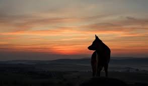 Lone Wolf Wallpaper Forwallpapercom Lone Wolf Sunset 3166294 Hd Wallpaper Backgrounds Download We hope you enjoy our growing collection of hd images. lone wolf wallpaper forwallpapercom