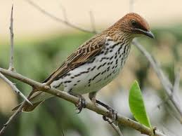 Image result for Phragmanthera dschallensis