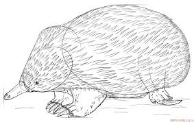 How To Draw An Echidnea Drawing Tutorial Drawings Echidna