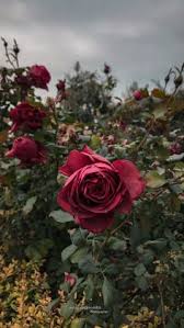 We did not find results for: 120 Rose Ideas In 2021 Rose Hair Braid Videos Sky Photography Nature
