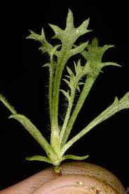 Image result for Kotschya stolonifera