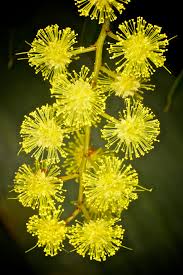 Brisbane Golden Wattle By Strictfunctor Australian Flowers Australian Native Flowers Australian Wildflowers