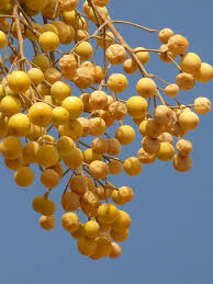 Every tree, providing there are funds in it, will grow some form of money or fruit every 20 minutes. Jordan Holiday Travel Middle East Berry Plant Money Tree Bush Yellow Pxfuel
