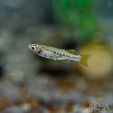 Image result for Tetrapogon tenellus