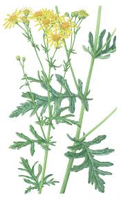 Image result for Senecio sp.no.2